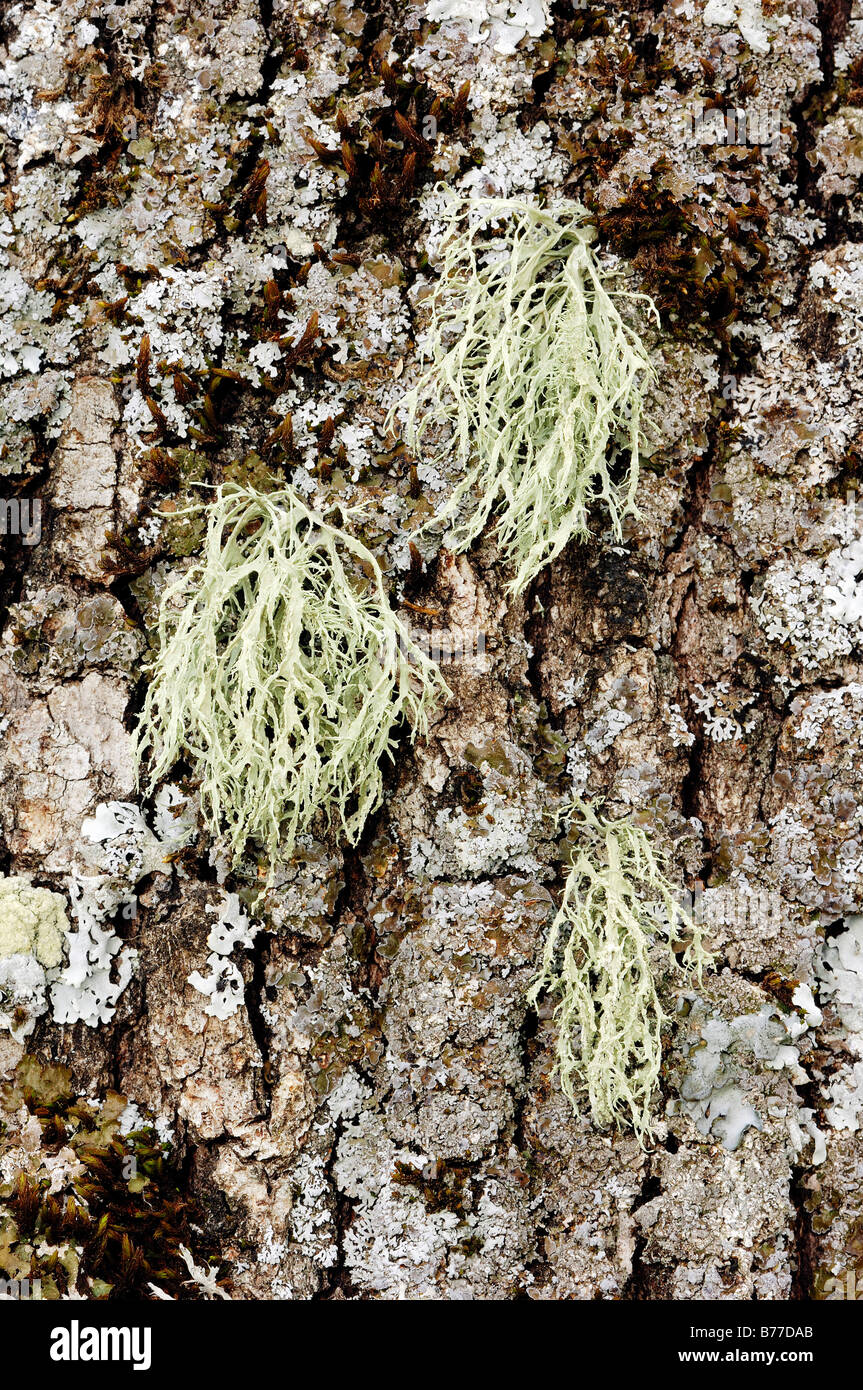 Lichen (Ramalina farinacea) on a tree trunk, Provence, Southern France, France, Europe Stock Photo