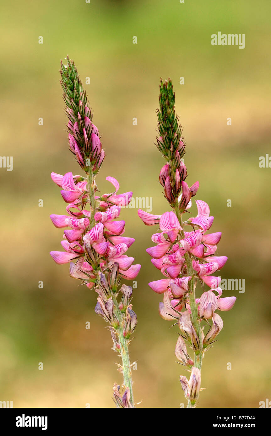 Sainfoin (Onobrychis viciifolia), Provence, Southern France, France, Europe Stock Photo