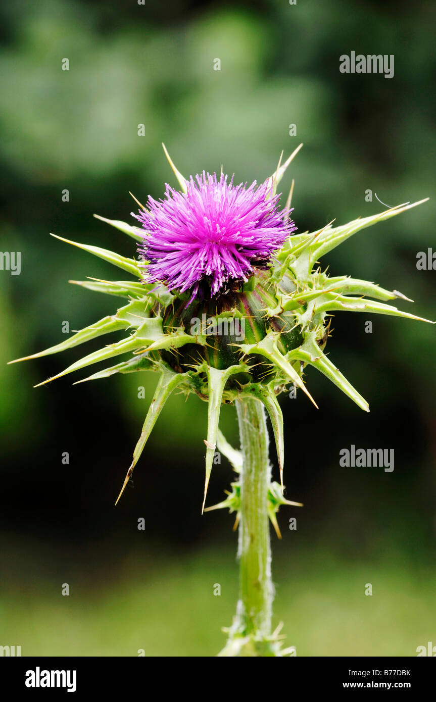 Milk Thistle or Our Lady's Thistle (Silybrum marianum, Carduus marianus), Provence, Southern France, France, Europe Stock Photo