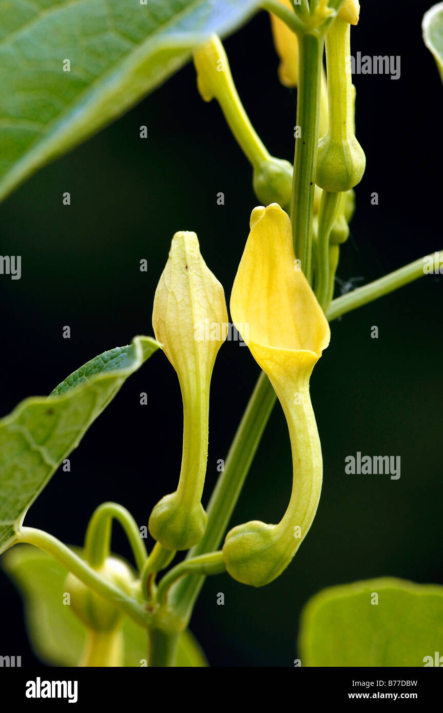 Birthwort (Aristolochia clematitis), Provence, Southern France, France, Europe Stock Photo