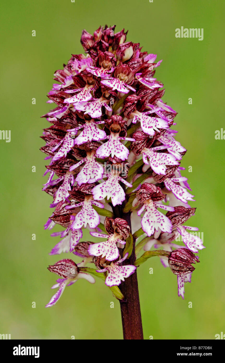 Lady Orchid (Orchis purpurea), Provence, Southern France, France, Europe Stock Photo