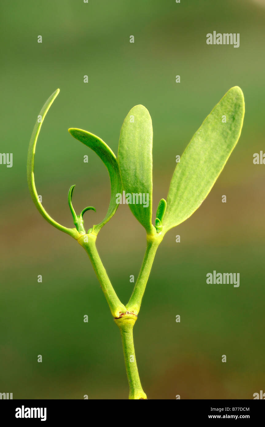 Mistletoe (Viscum album), Provence, Southern France, France, Europe Stock Photo