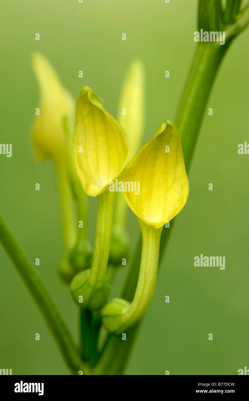 Birthwort (Aristolochia clematitis), Provence, Southern France, France, Europe Stock Photo