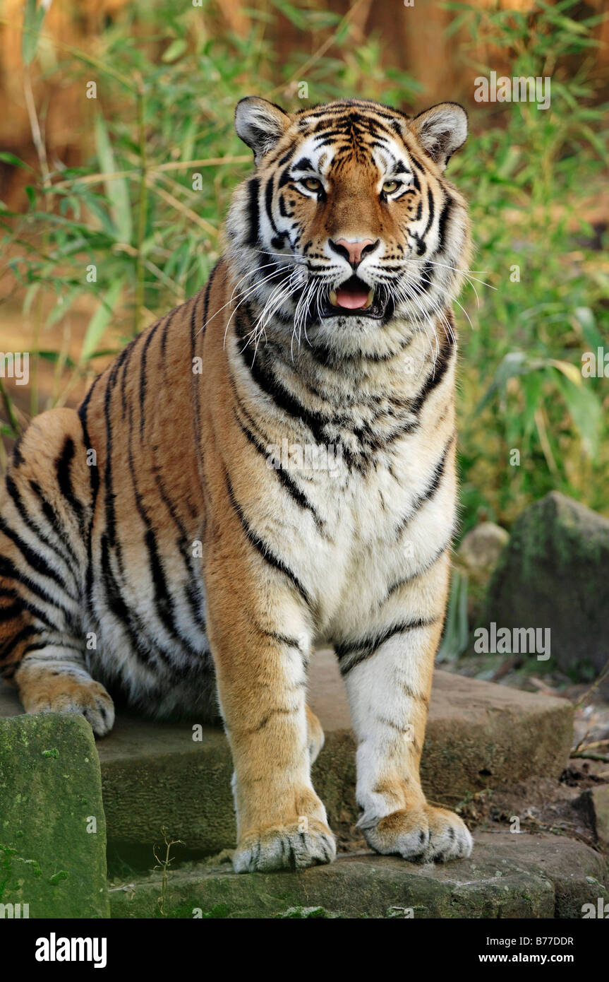 Siberian Tiger, Manchurian Tiger, Amur Tiger (Panthera tigris altaica) Stock Photo