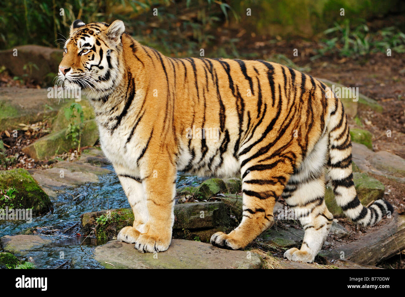 Siberian Tiger, Manchurian Tiger, Amur Tiger (Panthera tigris altaica) Stock Photo