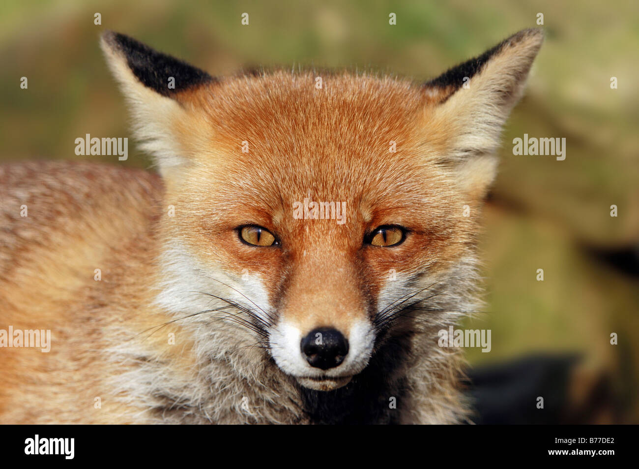 Red Fox (Vulpes vulpes), portrait, North Rhine-Westphalia, Germany, Europe Stock Photo
