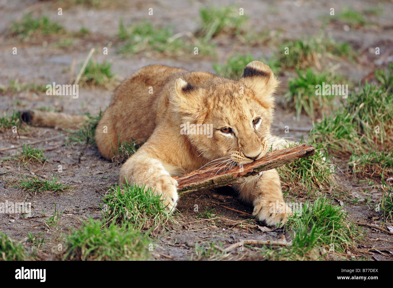 Lion (Panthera leo), cub Stock Photo