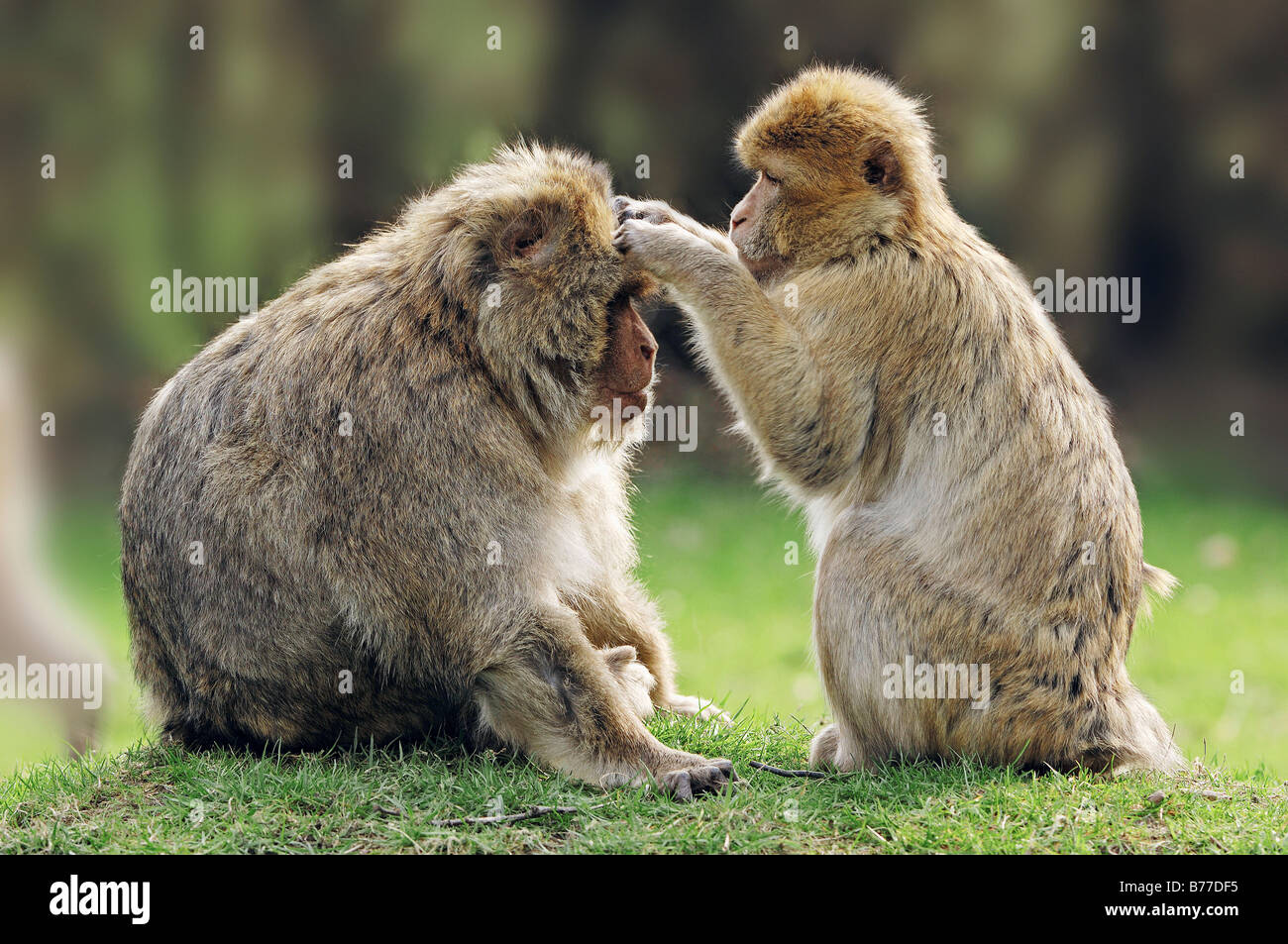 Barbary Macaques (Macaca sylvanus), cleaning each others fur Stock Photo