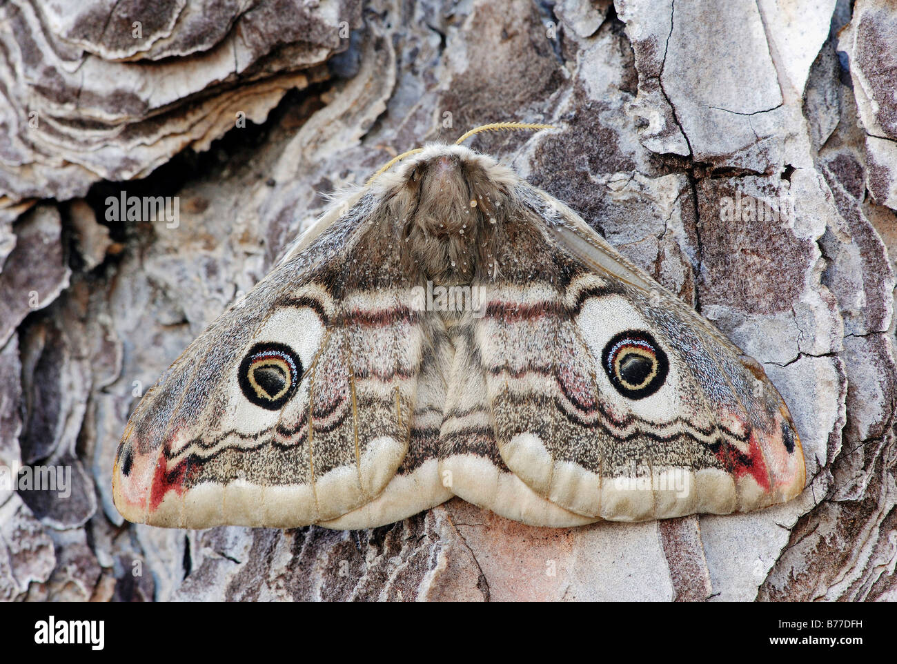 Small Emperor Moth (Saturnia pavonia), female, Provence, South France, Europe Stock Photo