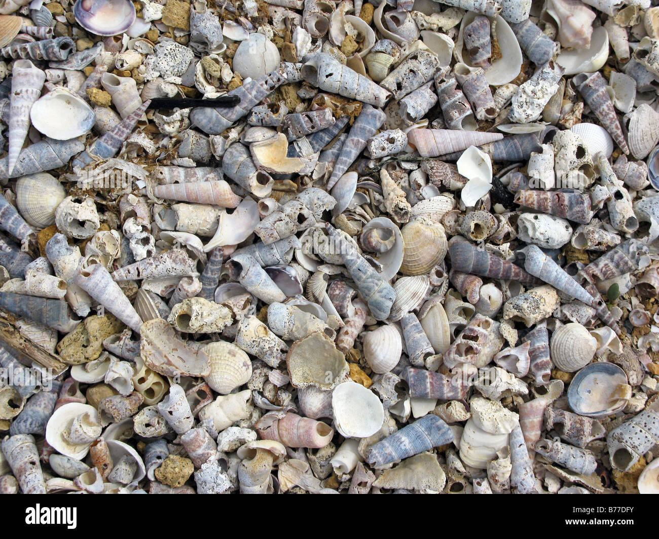 Sea Shells background, punto Fijo, cardon  falcon state Venezuela Stock Photo