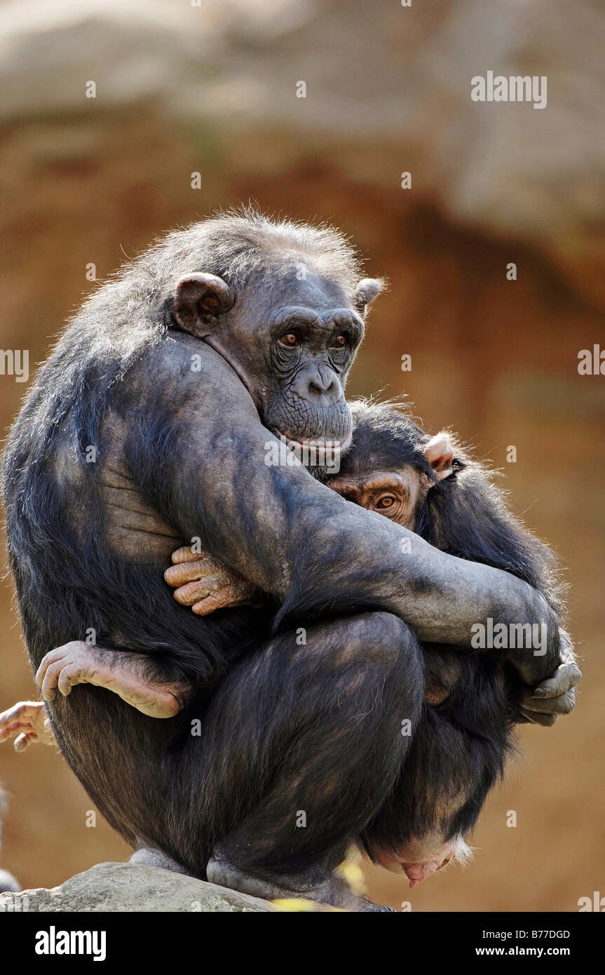 Common Chimpanzee (Pan troglodytes), female with young Stock Photo