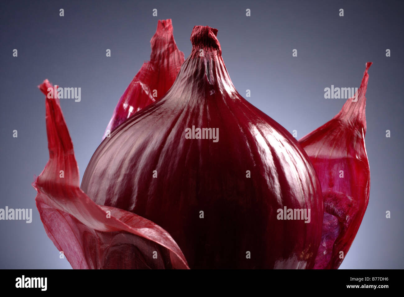 Red Onion Stock Photo