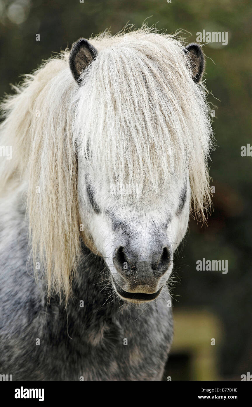 Shetland Pony, portrait Stock Photo