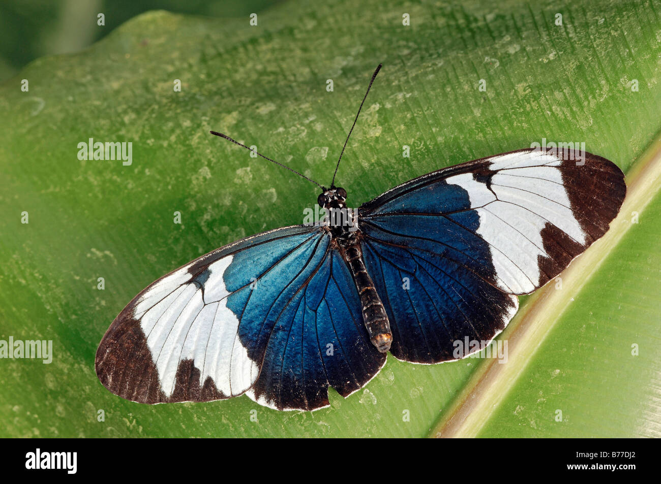 Cydno Longwing (Heliconius cydno) Stock Photo