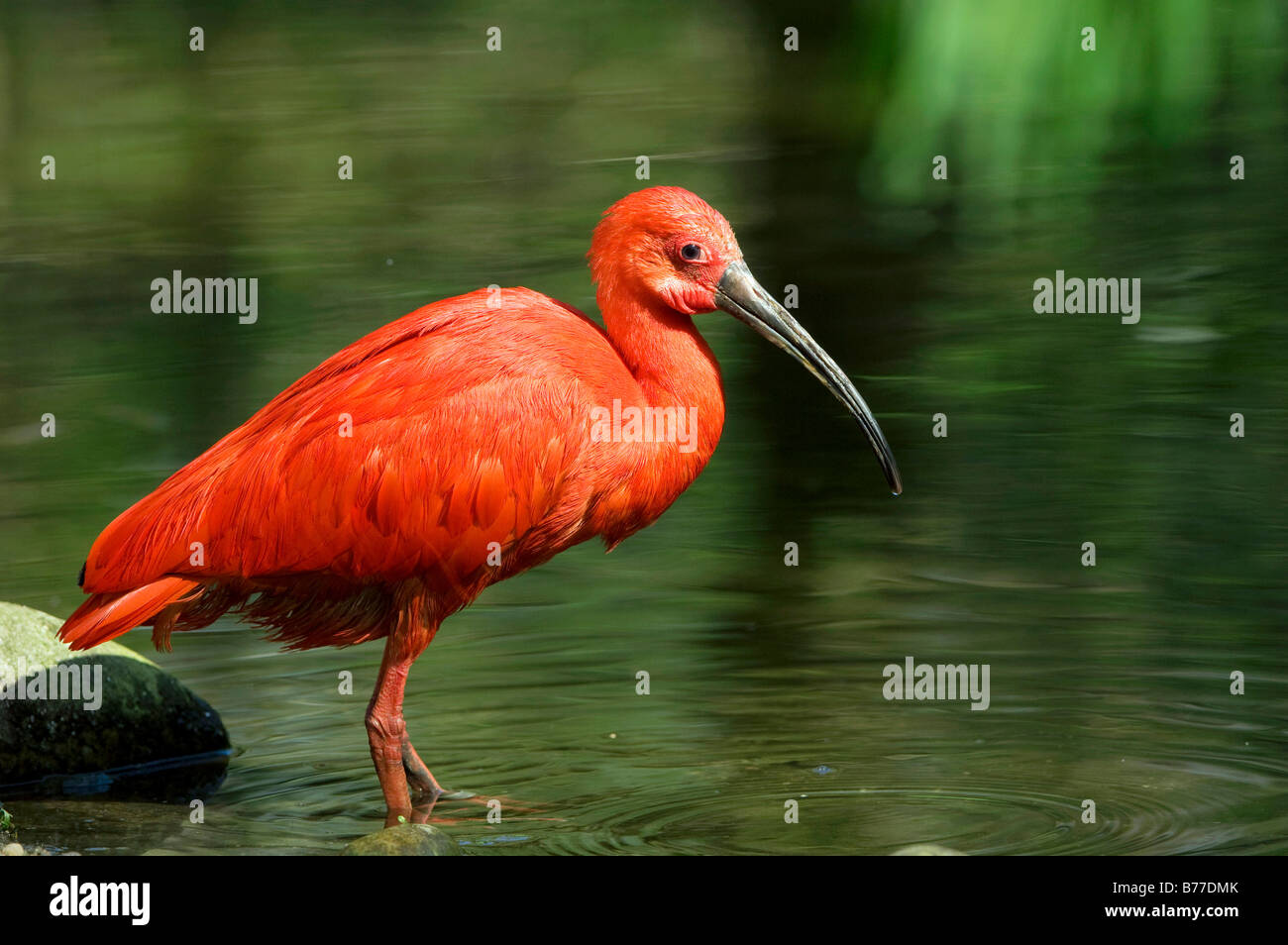 Scarlet Ibis (Eudocimus ruber Stock Photo Alamy