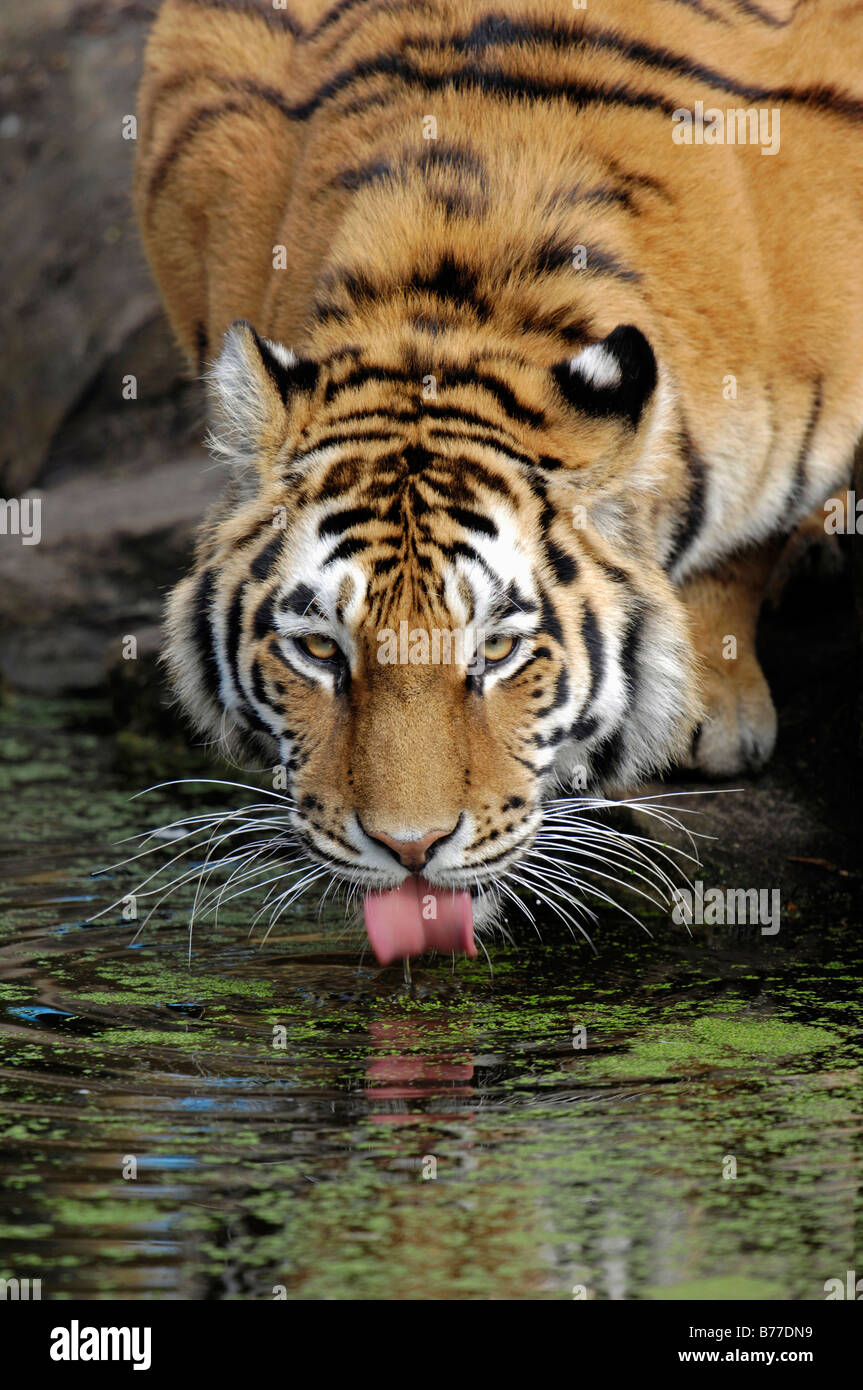 Siberian Tiger, Manchurian Tiger, Amur Tiger (Panthera tigris altaica), drinking Stock Photo