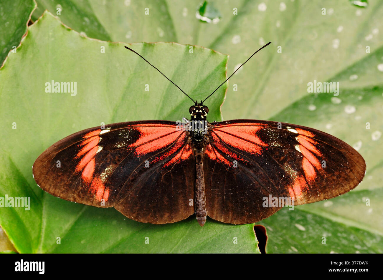 Postman Butterfly (Heliconius melpomene) Stock Photo