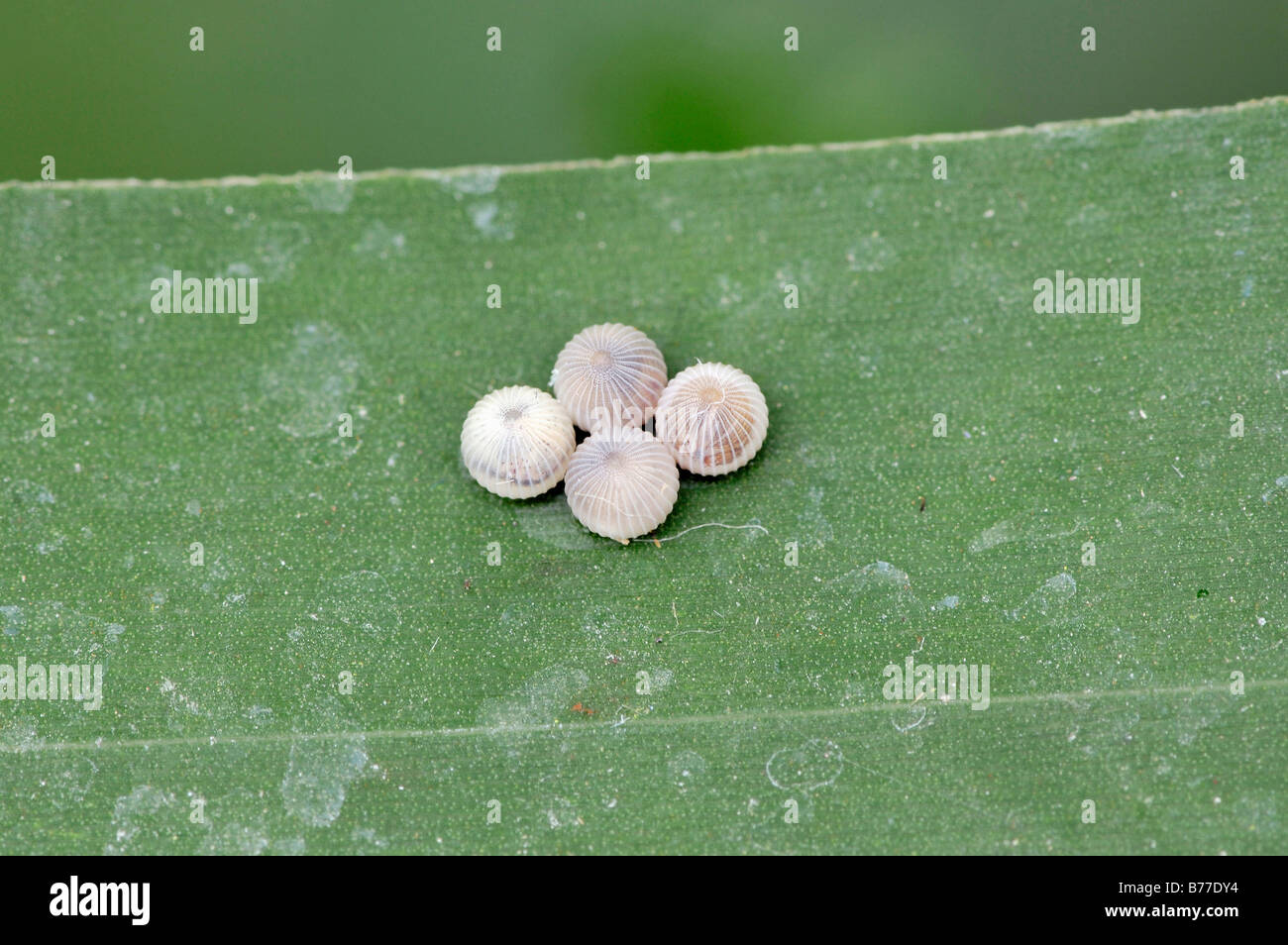 Owl Butterfly eggs (Caligo memnon) Stock Photo