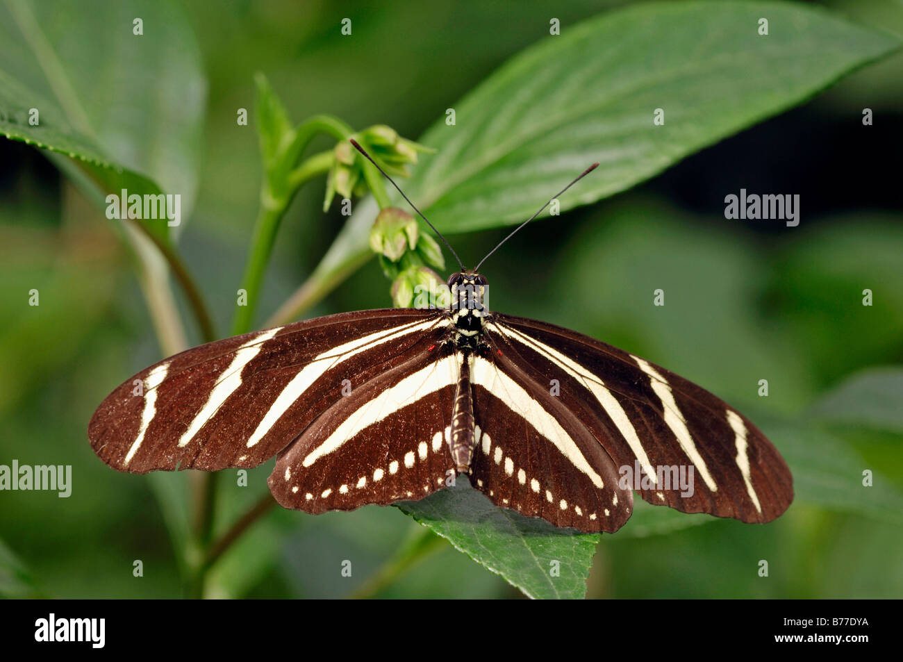 Zebra Longwing, Zebra Heliconian (Heliconius charitonius) Stock Photo