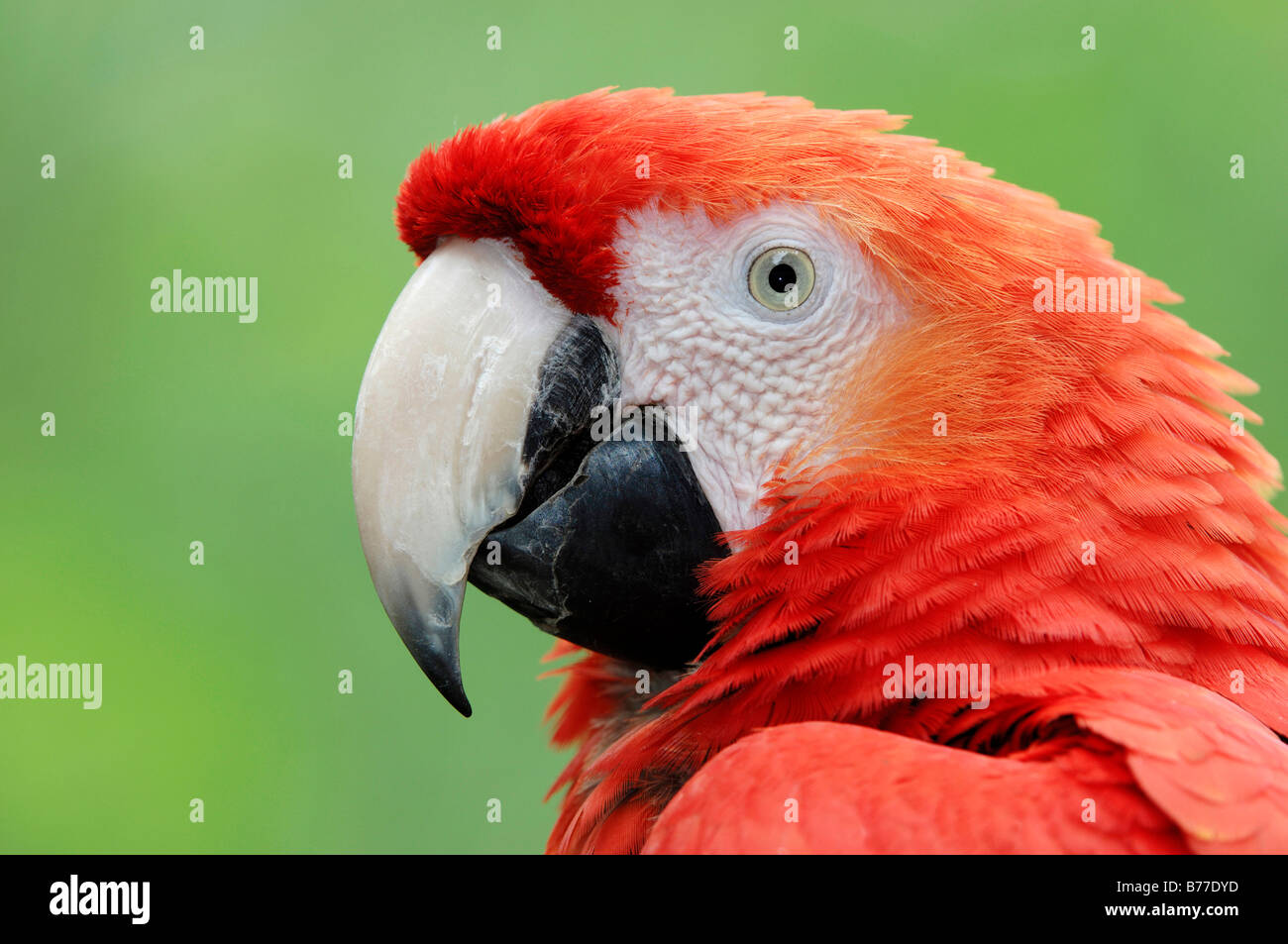Hellrote ara hi-res stock photography and images - Alamy
