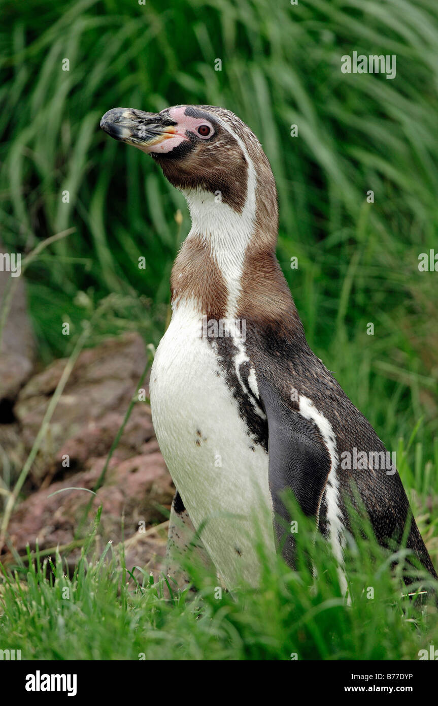Humboldt Penguin, Peruvian Penguin (Spheniscus humboldti) Stock Photo