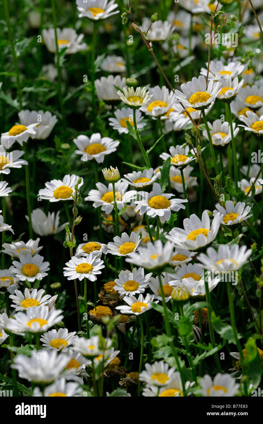 Chrysanthemum paludosum 'Snowland'  Leucanthemum Mini Marguerite dwarf daisy type annual flower bloom blossom white yellow Stock Photo