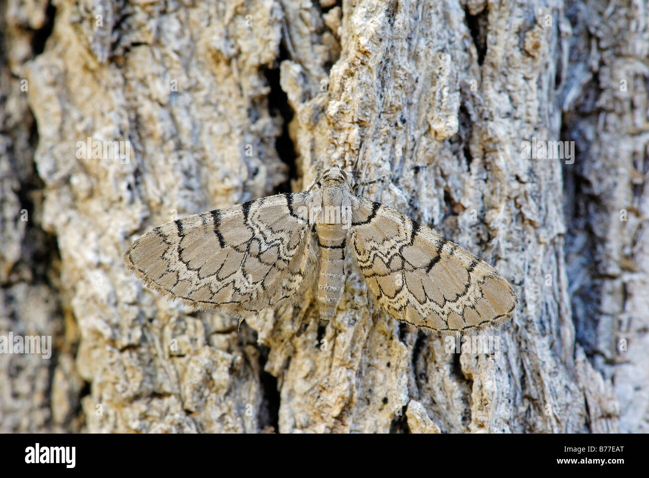 Netted Pug Netted Pug (Eupithecia venosata), Provence, South France, Europe Stock ...