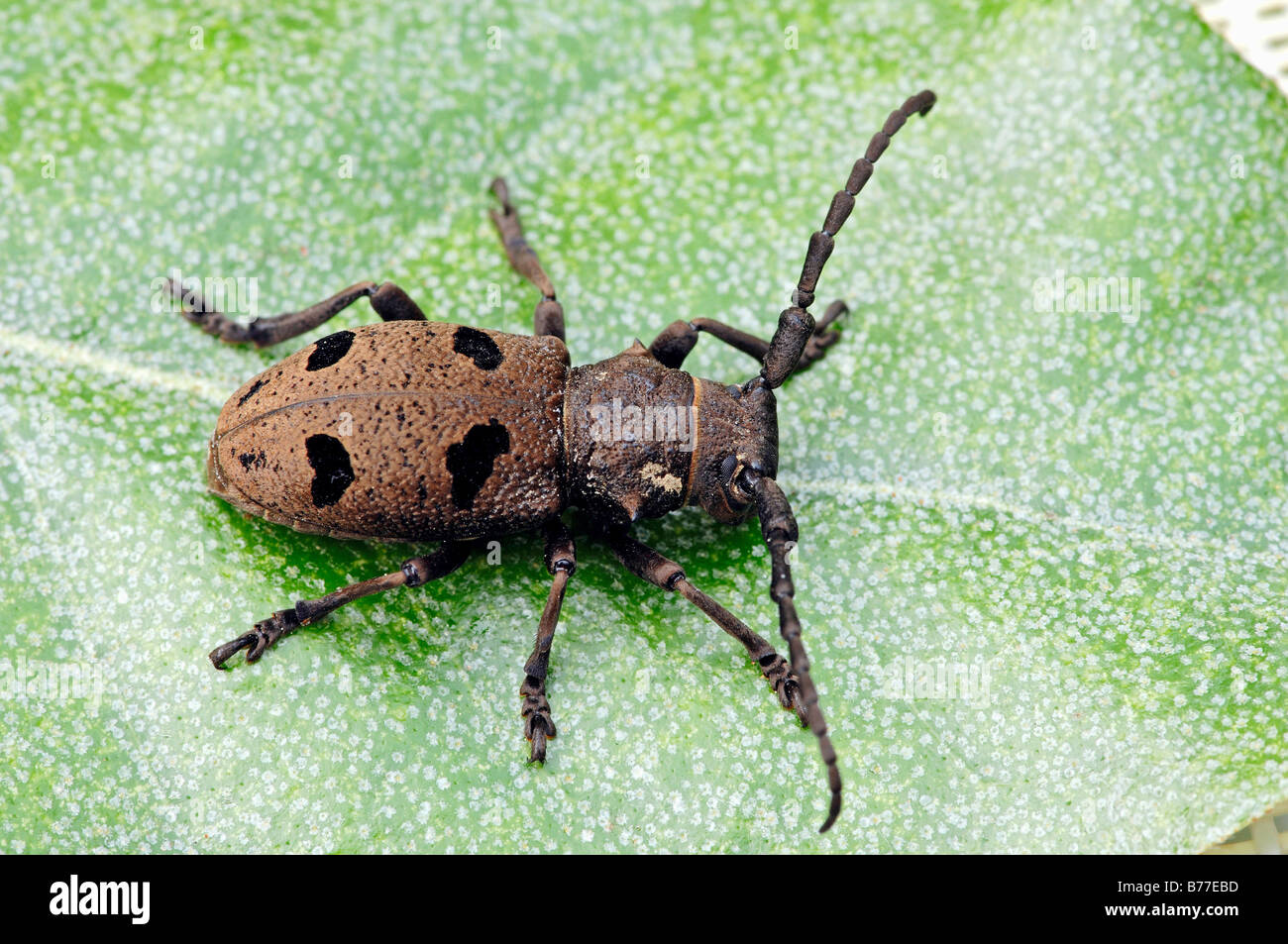 Morimus funereus Beetle, Provence, South France, Europe Stock Photo