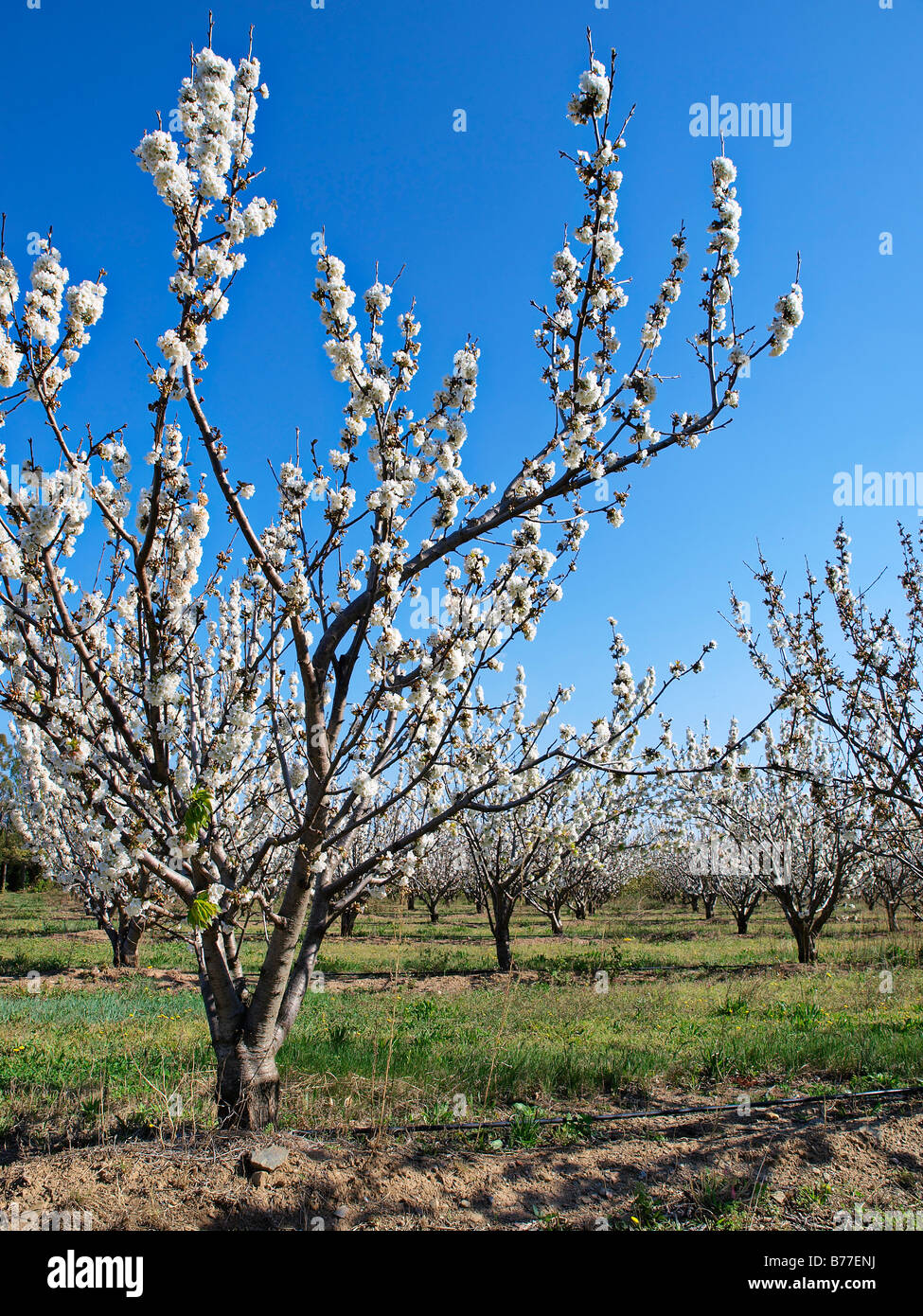 Cherry tree in blossom, Pyrenees Orientales, France. Stock Photo
