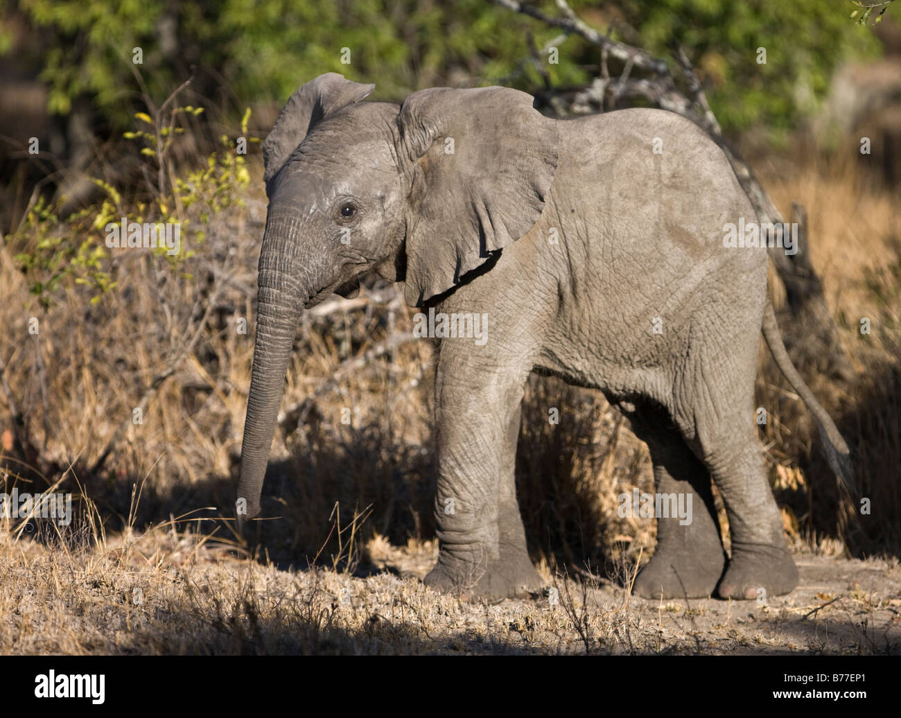 Elephant full body hi-res stock photography and images - Alamy