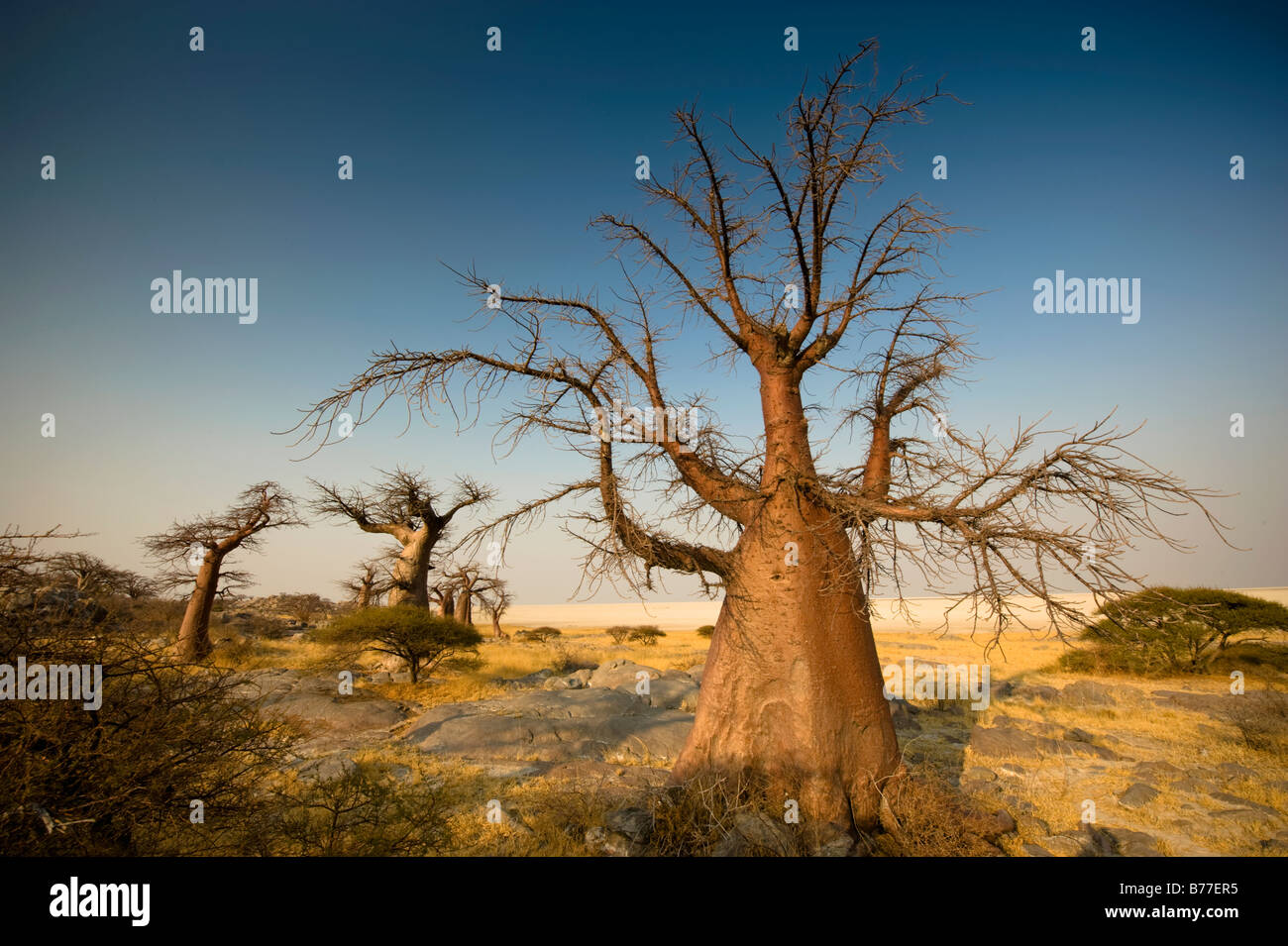 Barren trees on Kubu Island, Botswana Stock Photo