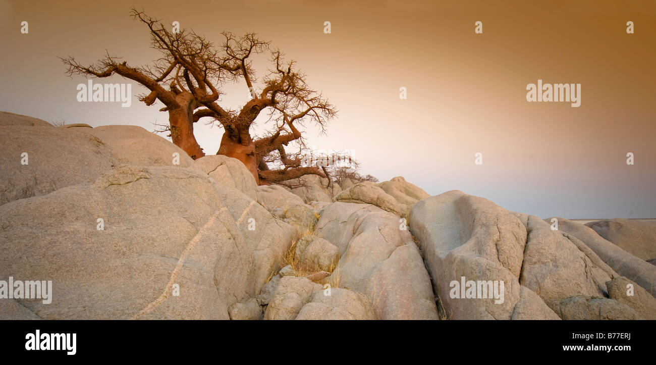 Barren tree among rocks on Kubu Island, Botswana Stock Photo