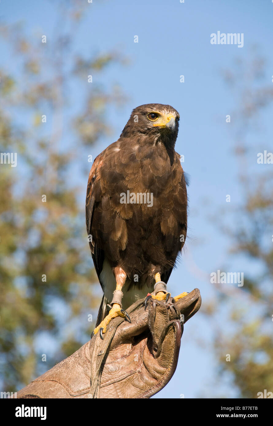 Buzzard (Buteo) perched on a falconers hand, Westkuestenpark, St. Peter-Ording, Schleswig-Holstein, Germany, Europe Stock Photo