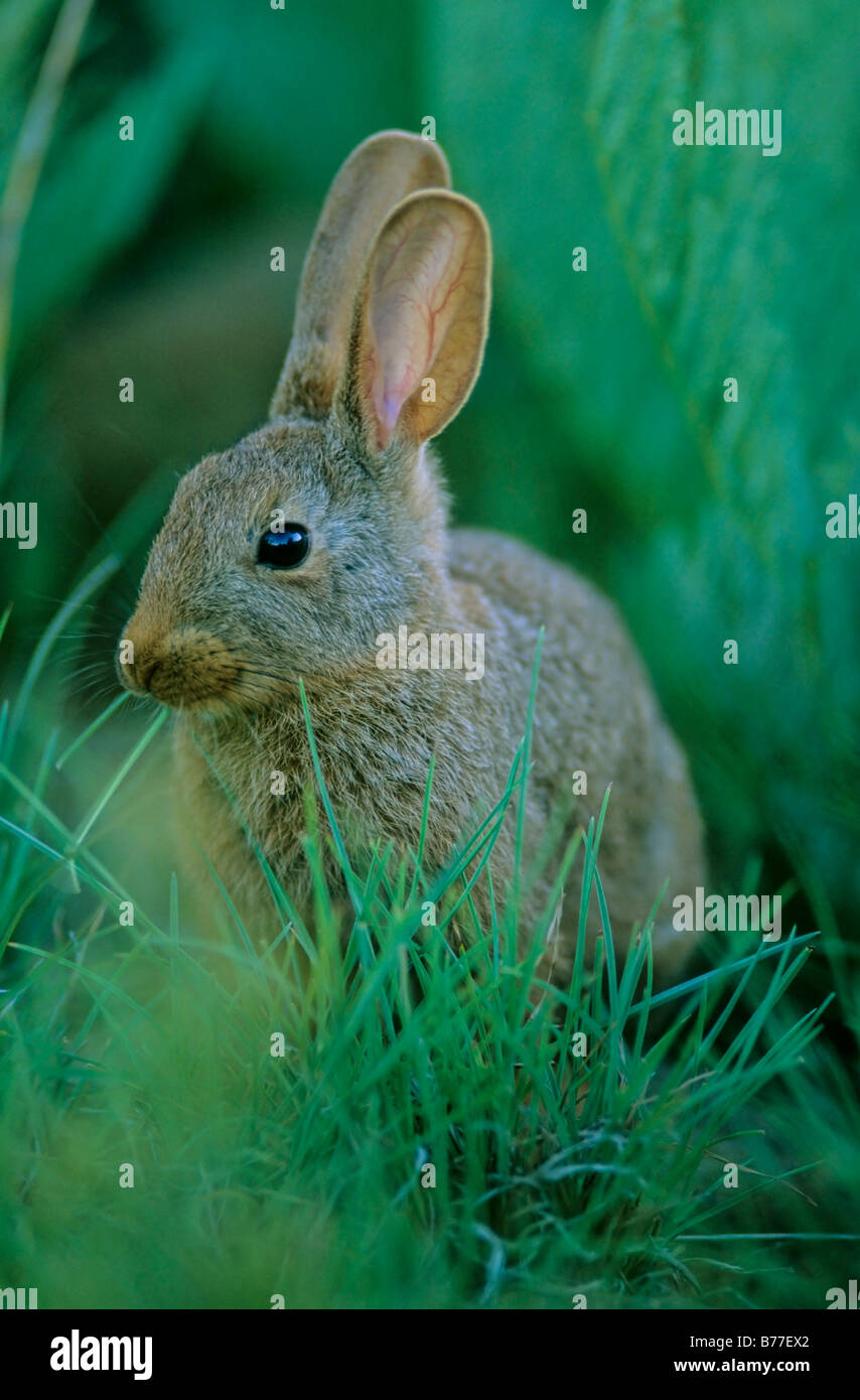 Juvenile Smith's Red Rock Rabbit (Pronolagus rupestris) sitting in grass. Bloemfontein, Free State, South Africa Stock Photo