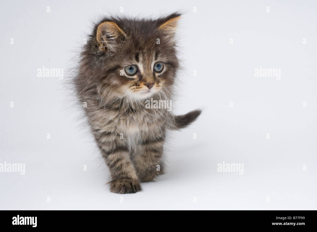 Cute six week old kitten Stock Photo Alamy