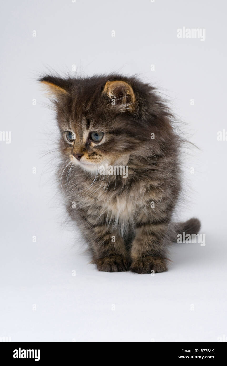 Cute six week old kitten Stock Photo
