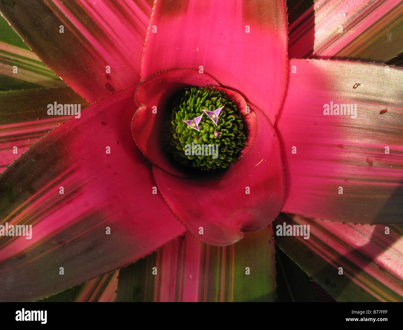 Bromeliad in flower Stock Photo