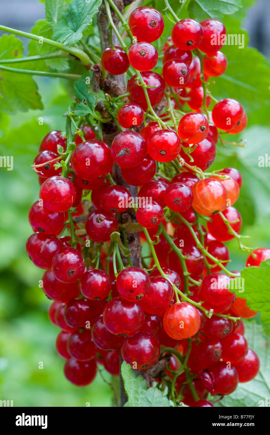 Ripe redcurrants, a fruit related to the gooseberry Stock Photo