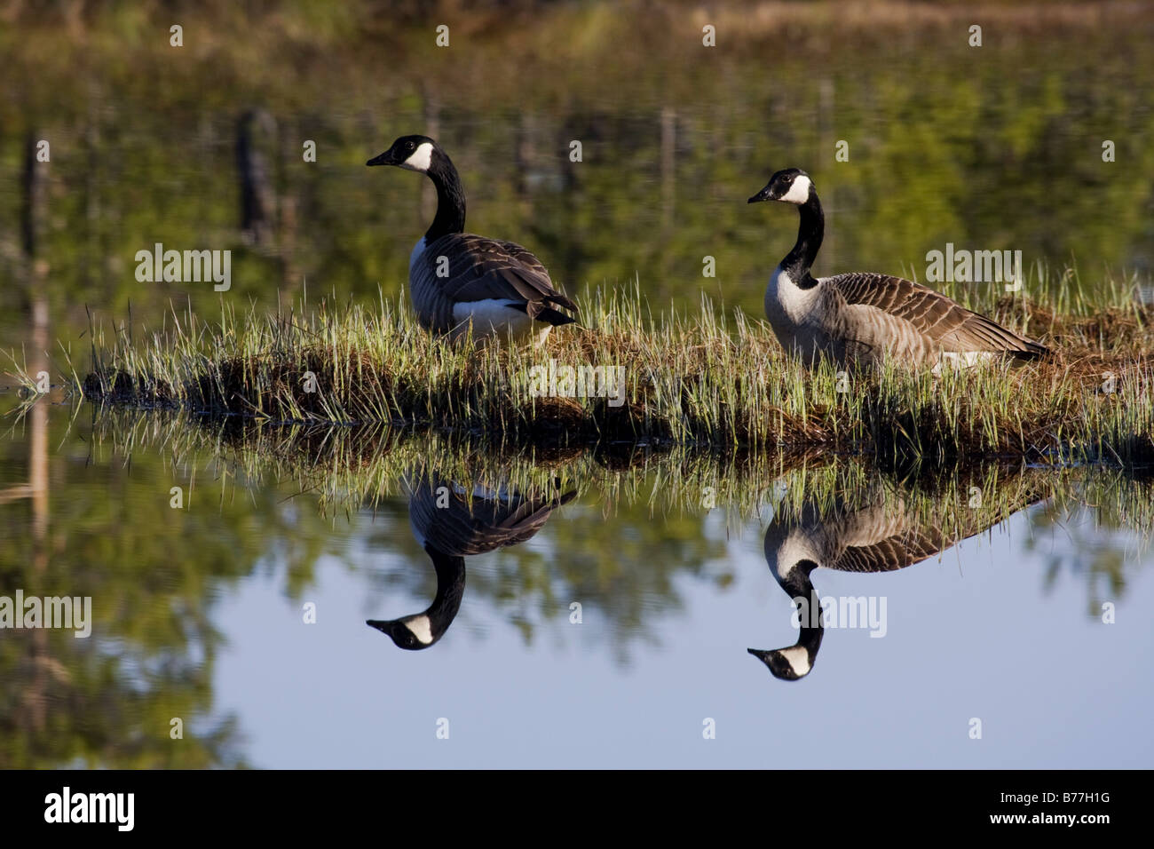 canada goose in sweden canada goose in sweden
