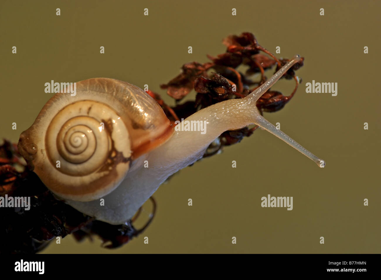 snail crawling up a stem, Germany, Rhineland-Palatinate Stock Photo