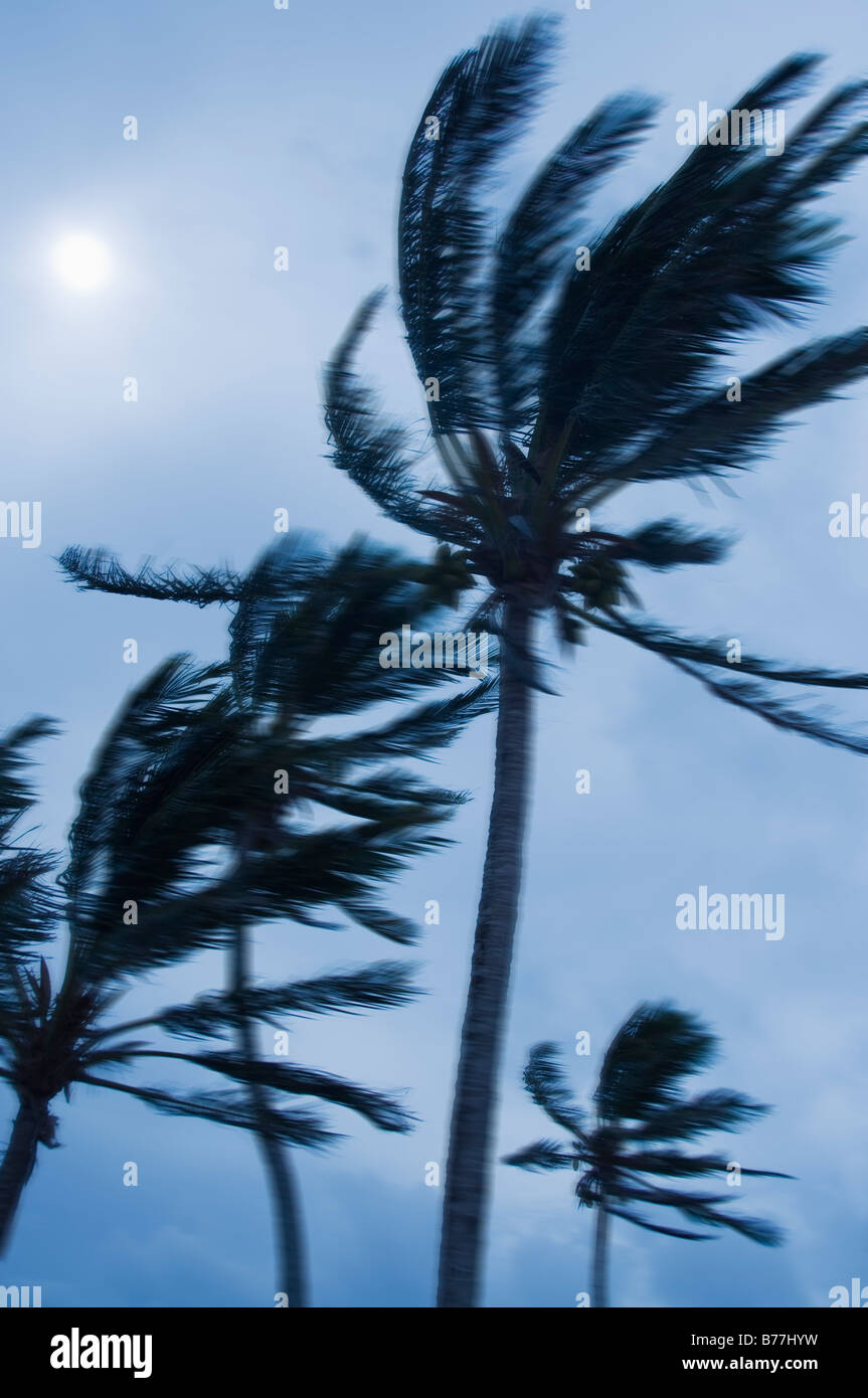Palm trees storm hires stock photography and images Alamy