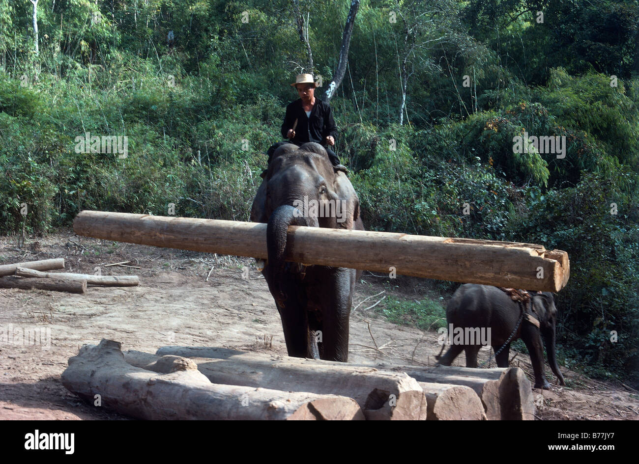 Thailand,Chiang Mai,Elephants Lifting Timber Stock Photo Alamy