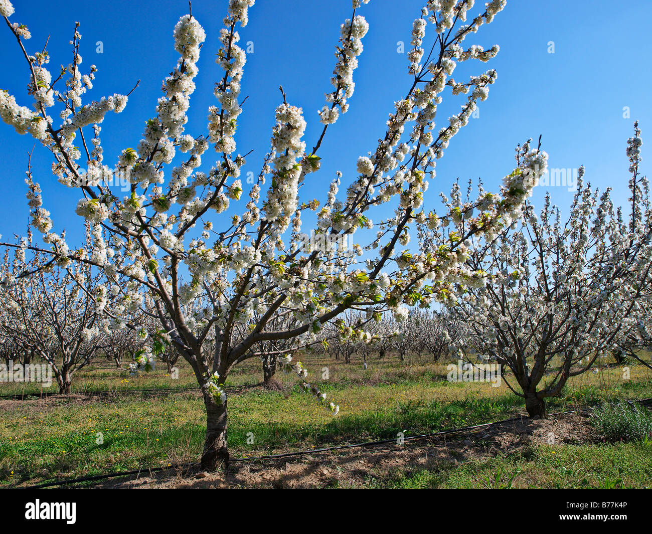 Cherry tree in blossom, Pyrenees Orientales, France. Stock Photo