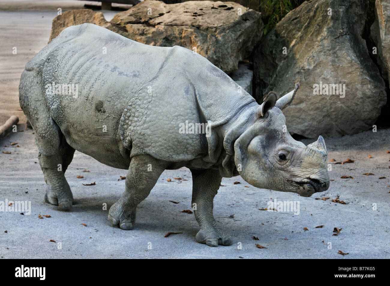 Indian Rhinocerus also Great One-horned Rhinocerus or Asian One-horned Rhinocerus (Rhinocerus unicornis), Tierpark Schoenbrunn, Stock Photo