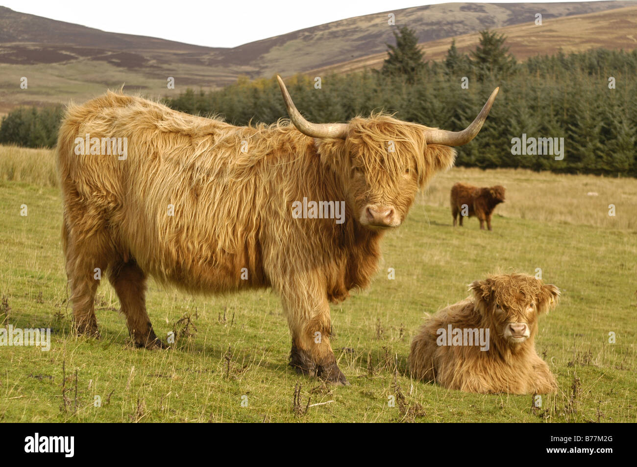 Highland cow and calf Stock Photo - Alamy