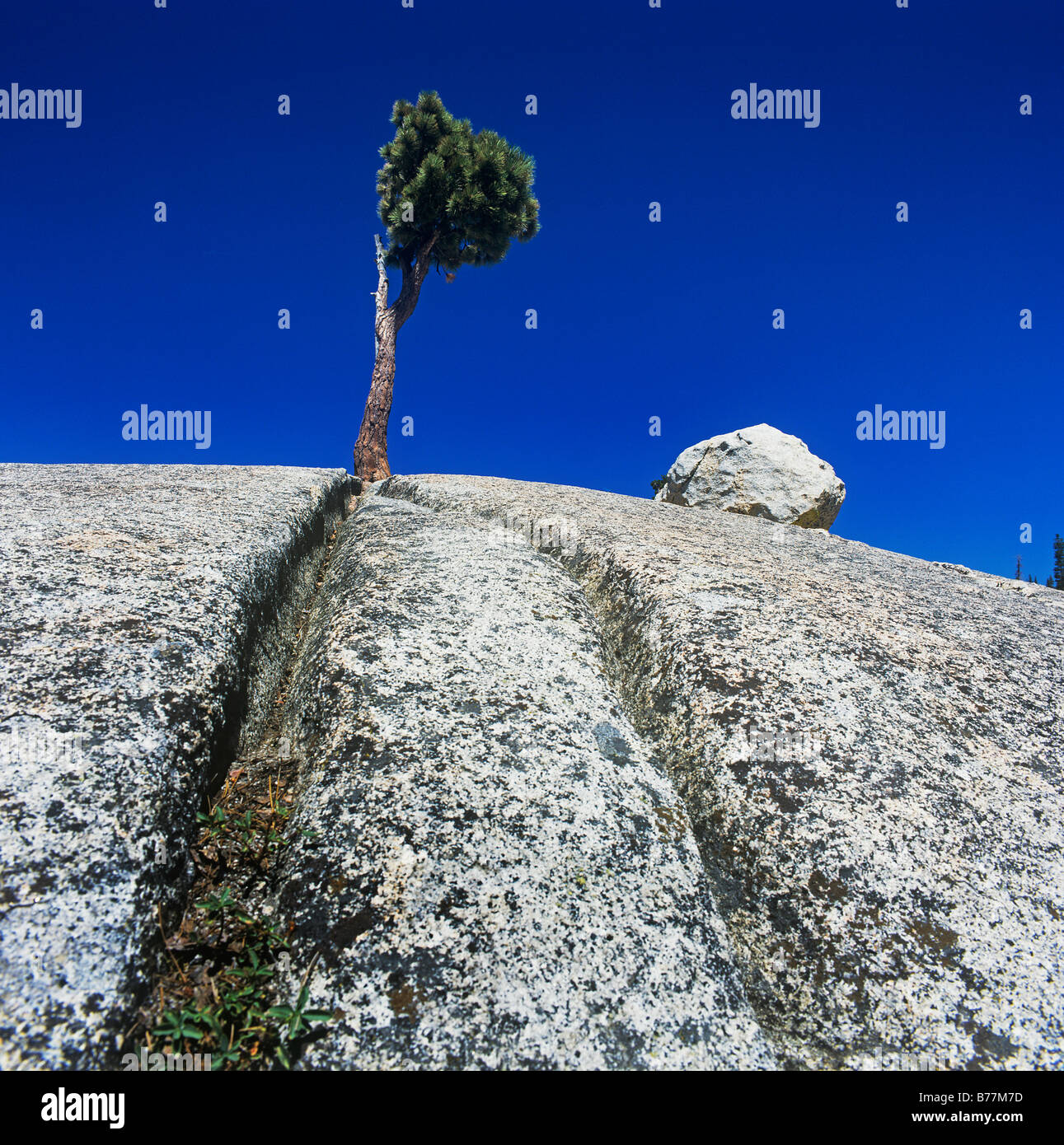 A tree growing in a harsh rocky landscape. Stock Photo