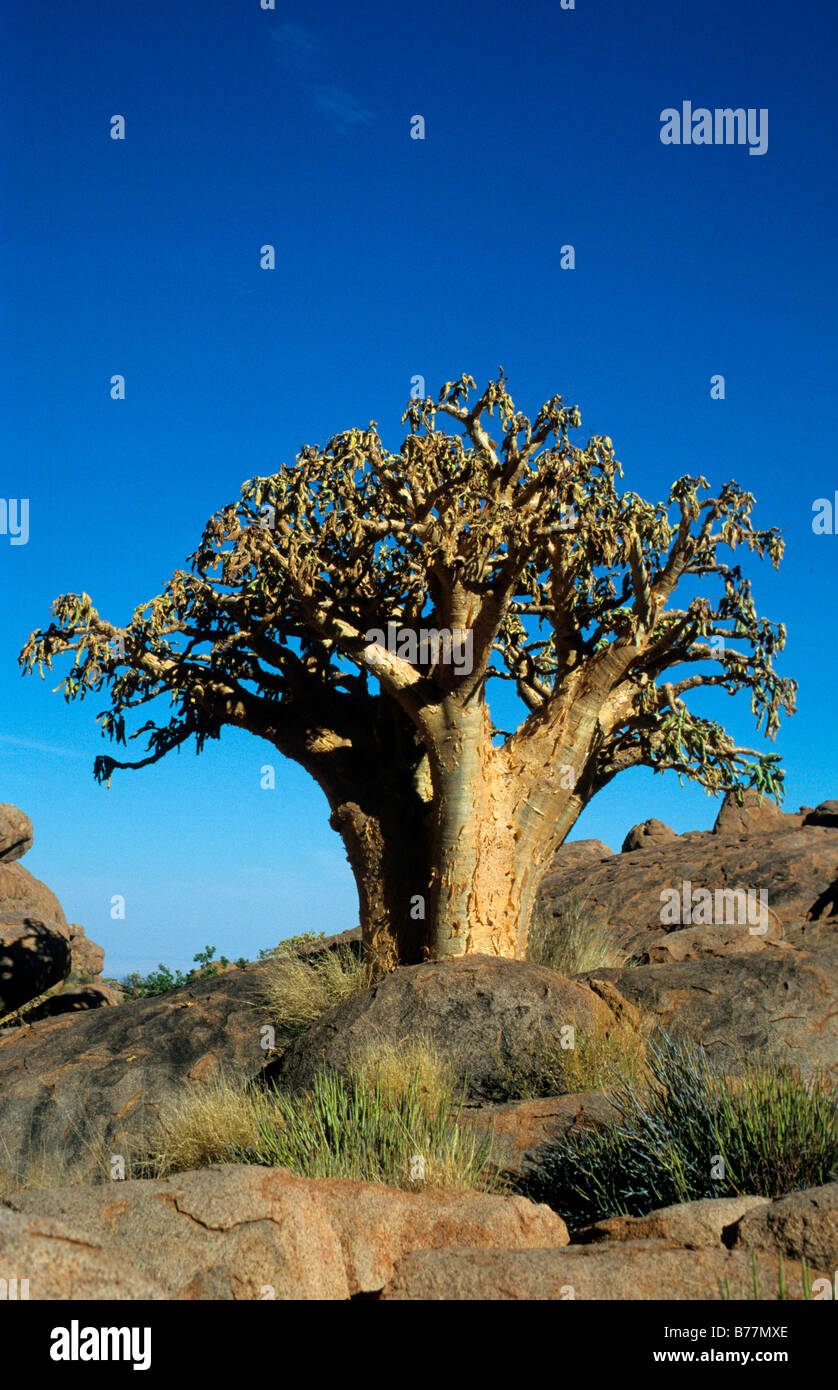 Cyphostemma currorii (Cyphostemma currorii), tree, Brandberg, Namibia, Africa Stock Photo
