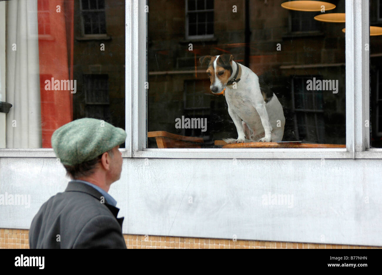 Flat cap dog hires stock photography and images Alamy