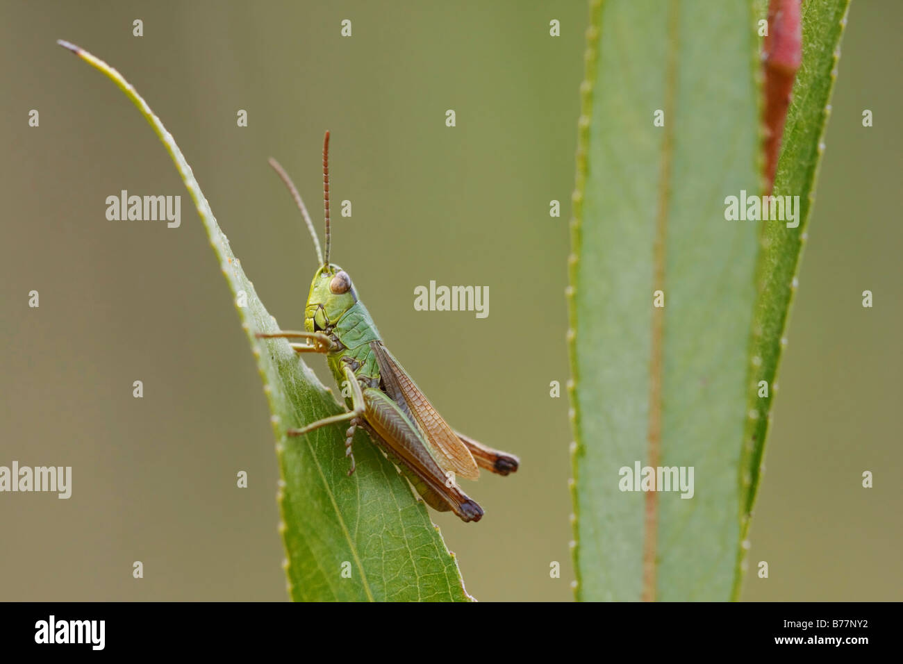 Grasshopper on a willow leaf Stock Photo