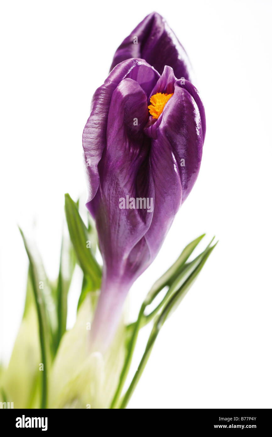 Crocus leaves cut out hires stock photography and images Alamy